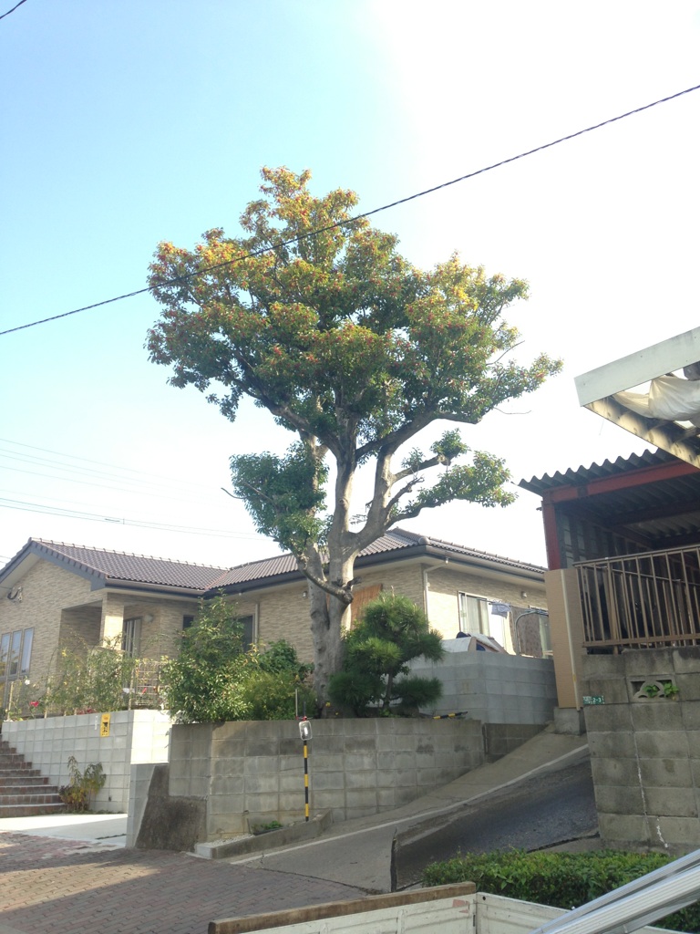 クロガネモチ10m 剪定屋さんの剪定日記