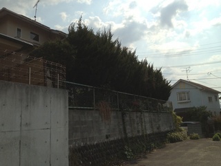 pandahigasi0413-13-2.jpg