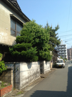 松の剪定