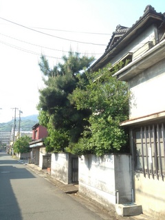 松の剪定